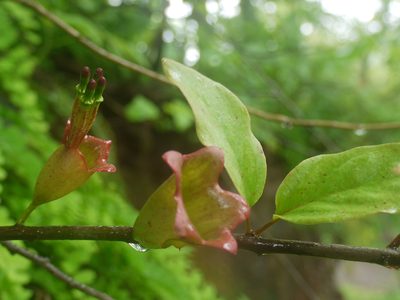 Tolypanthus lageniferus, photographed by Dinesh Valke