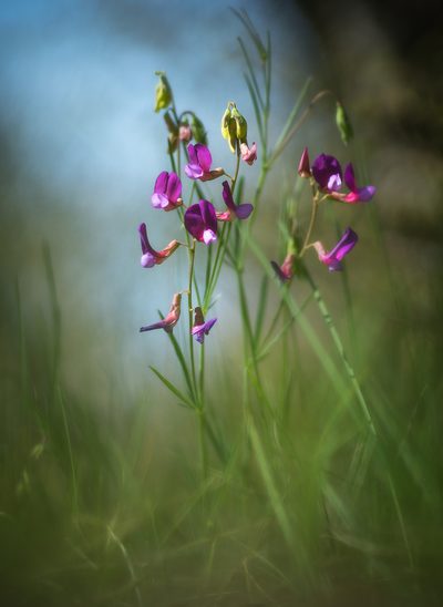 Lathyrus digitatus, photographed by Sergey Cherkasov