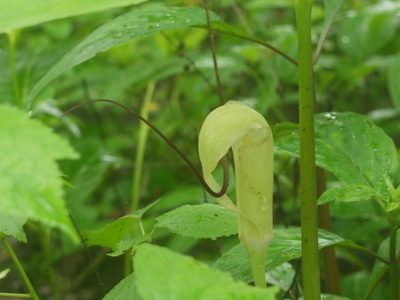 Arisaema tortuosum, photographed by Dinesh Valke