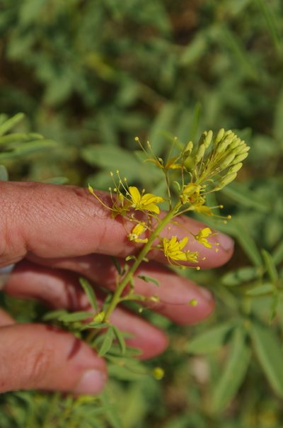Cleomella longipes, photographed by Eric Knight