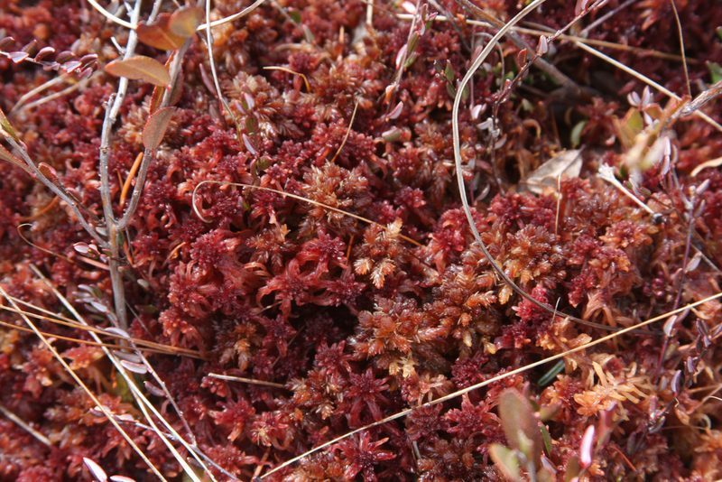 Sphagnum medium, photographed by Nick Kleinschmidt