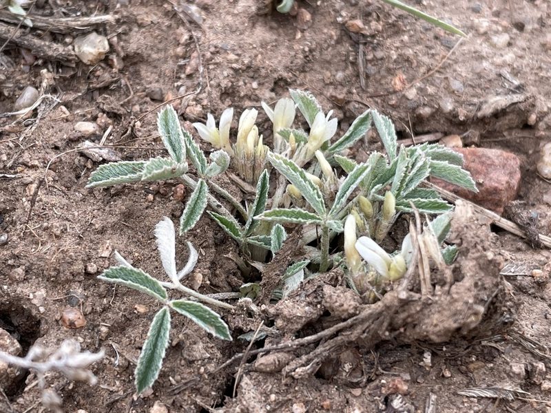 Trifolium gymnocarpon, photographed by Mark Pollock