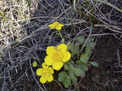 Ranunculus polyrhizos, photographed by Valentin Kosterin