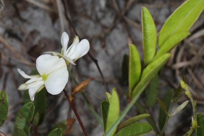 Galactia elliottii, photographed by Judy Gallagher