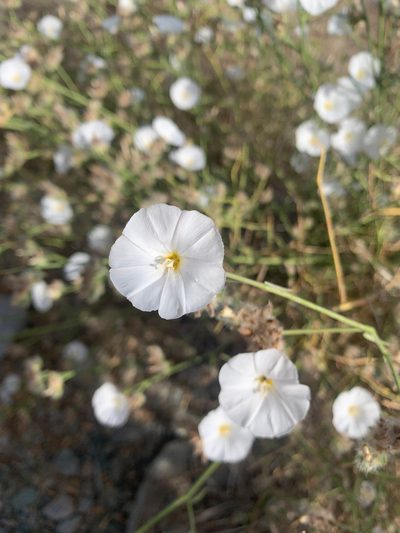 Convolvulus virgatus, photographed by Arabella Willing