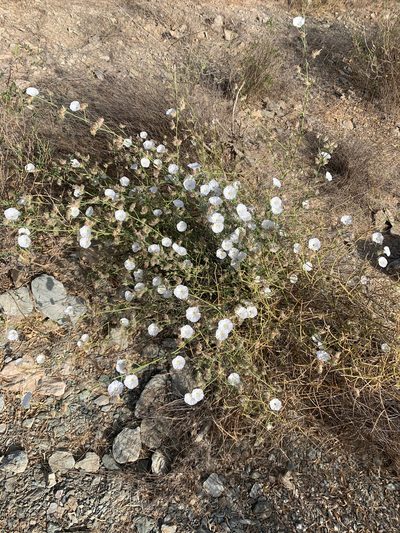 Convolvulus virgatus, photographed by Arabella Willing