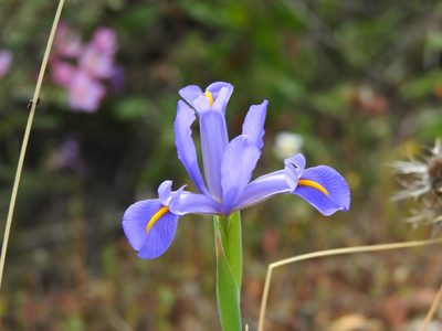 Iris xiphium, photographed by Duarte Frade