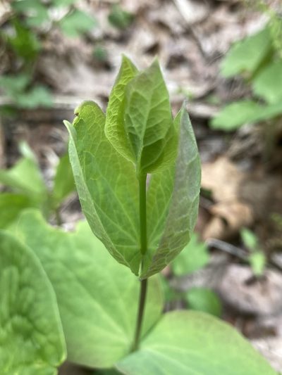Clematis addisonii, photographed by er-birds