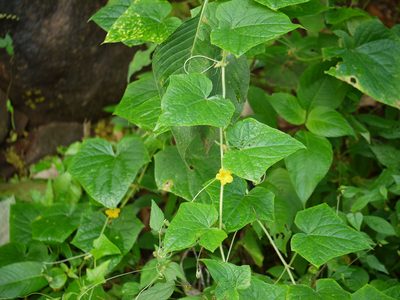 Cucumis sativus, photographed by Dinesh Valke