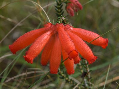 Erica cerinthoides, photographed by Andrew Gillespie
