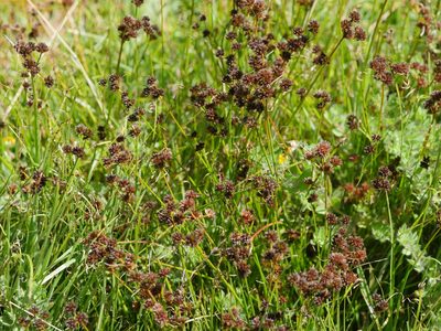 Juncus sonderianus, photographed by Bruce Calvert
