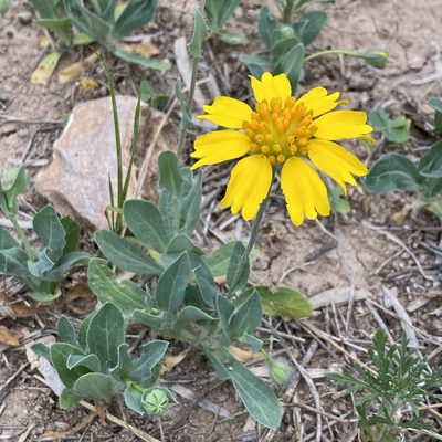 Amblyolepis setigera, photographed by Sue Carnahan