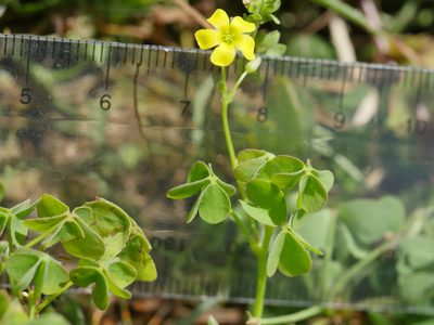 Oxalis rubens, photographed by Bruce Calvert