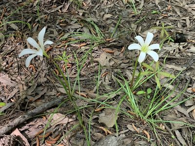Zephyranthes atamasco, photographed by Timothy Gerla