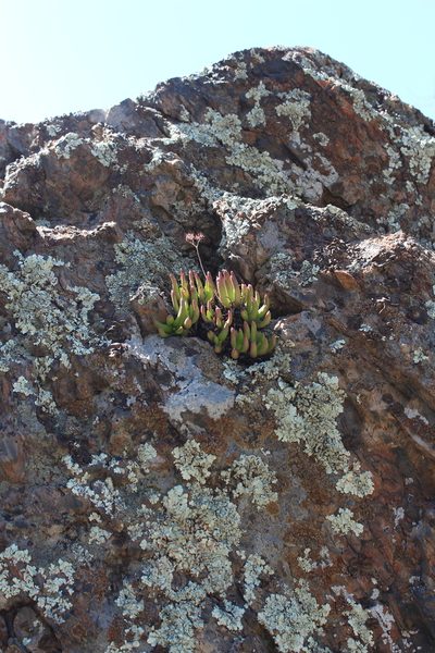 Dudleya viscida, photographed by dirt_tan949