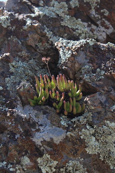 Dudleya viscida, photographed by dirt_tan949