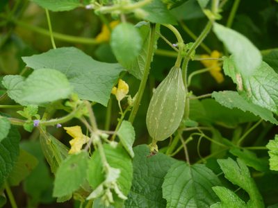 Luffa acutangula, photographed by Dinesh Valke