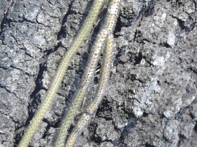 Aporocactus flagelliformis, photographed by Sandino Guerrero