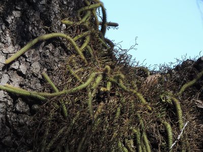 Aporocactus flagelliformis, photographed by Sandino Guerrero