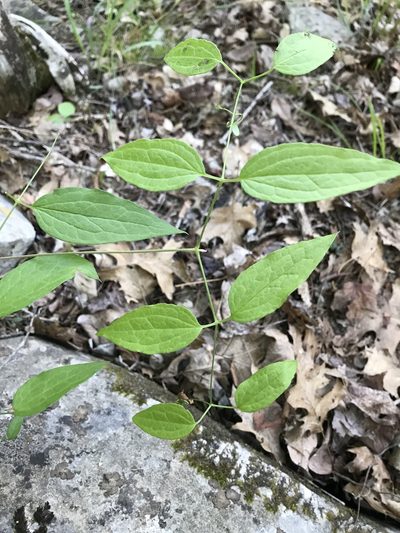 Clematis morefieldii, photographed by anguspritchard