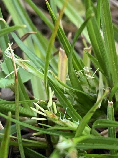Carex rossii, photographed by Tom Erler