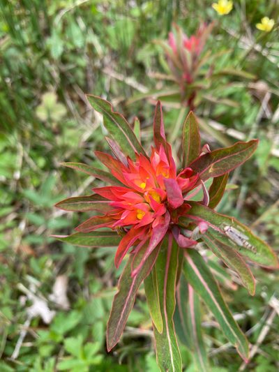 Euphorbia griffithii, photographed by janh11