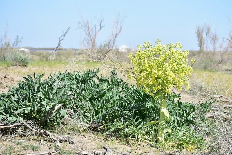 Ferula assa-foetida, photographed by Kudaibergen Amirekul