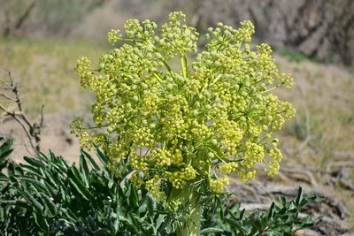 Ferula assa-foetida, photographed by Kudaibergen Amirekul