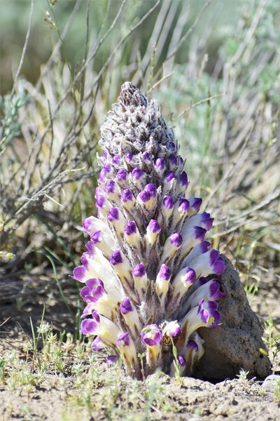 Cistanche salsa, photographed by Kudaibergen Amirekul