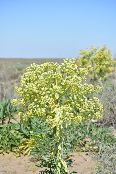 Ferula assa-foetida, photographed by Kudaibergen Amirekul