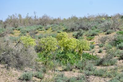 Ferula assa-foetida, photographed by Kudaibergen Amirekul