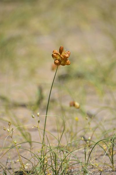 Carex physodes, photographed by Kudaibergen Amirekul