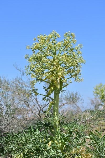 Ferula assa-foetida, photographed by Kudaibergen Amirekul