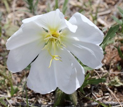 Oenothera albicaulis, photographed by Catherine C. Galley