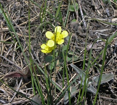 Ranunculus polyrhizos, photographed by Oleg Kosterin