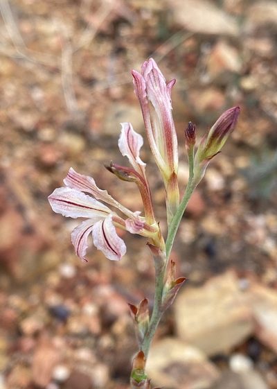 Tritoniopsis elongata, photographed by Cecile Roux