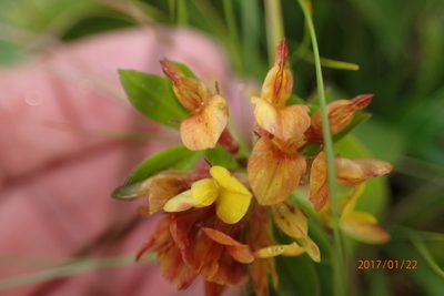 Leobordea eriantha, photographed by Peter Warren