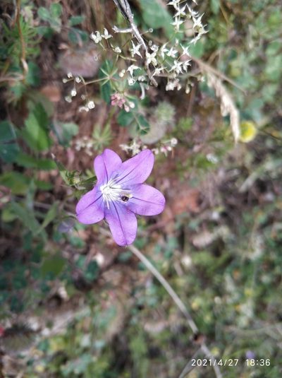 Legousia pentagonia, photographed by Tandoğan ORUZ