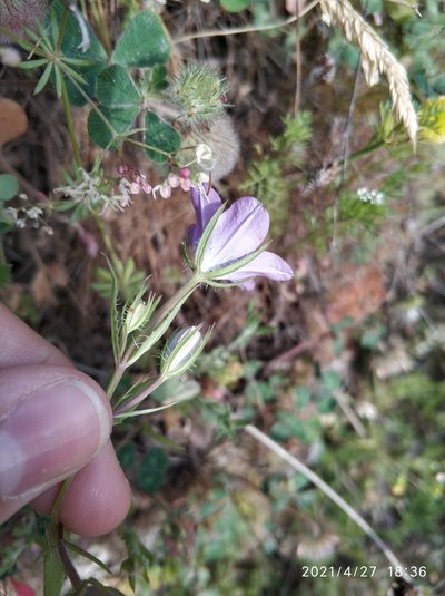 Legousia pentagonia, photographed by Tandoğan ORUZ