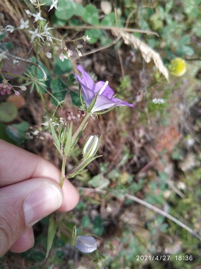 Legousia pentagonia, photographed by Tandoğan ORUZ