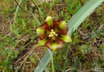 Fritillaria lusitanica, photographed by David Ballesteros