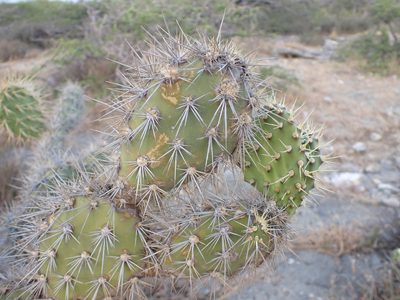 Opuntia caracassana, photographed by Jean-Paul Boerekamps