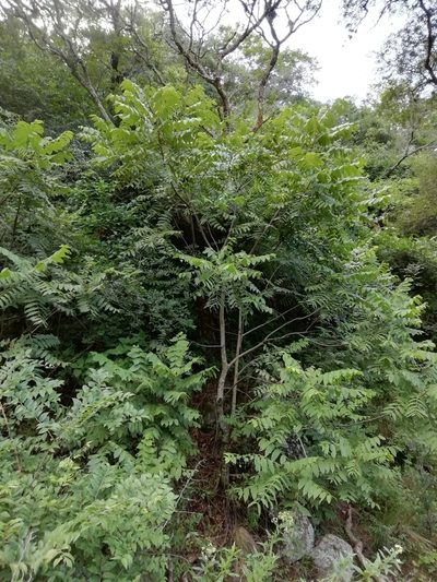 Juglans australis, photographed by Gonzalo Martinez