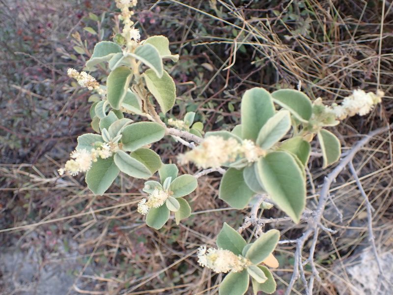 Croton conduplicatus, photographed by Jean-Paul Boerekamps