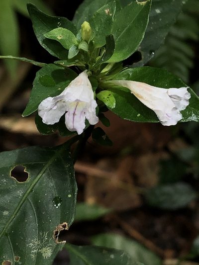 Ruellia terminalis, photographed by Jared Shorma