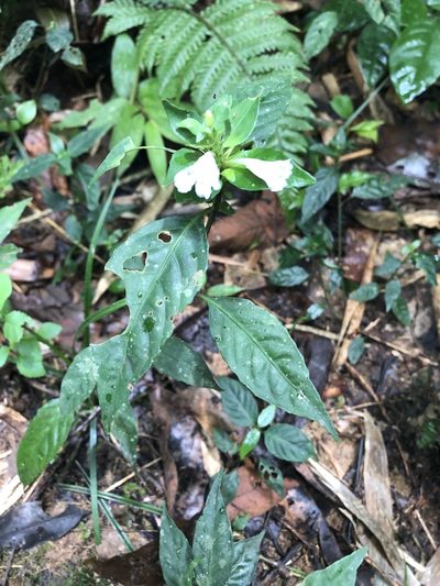 Ruellia terminalis, photographed by Jared Shorma