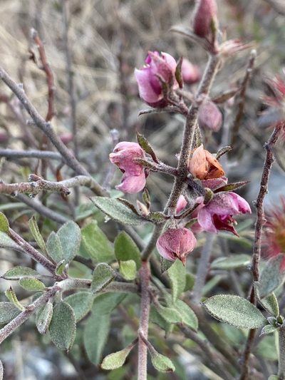 Krameria ixine, photographed by Jean-Paul Boerekamps