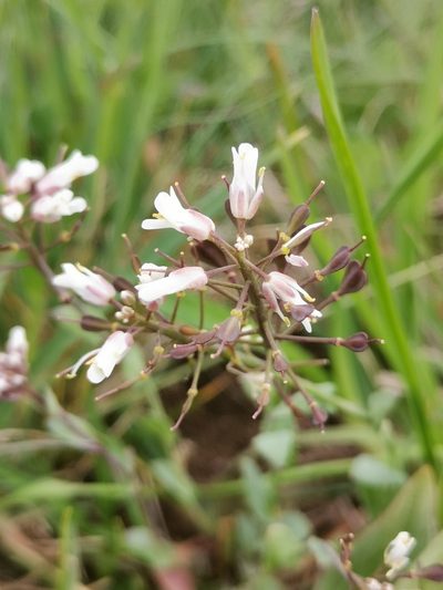 Noccaea praecox, photographed by Ljaž