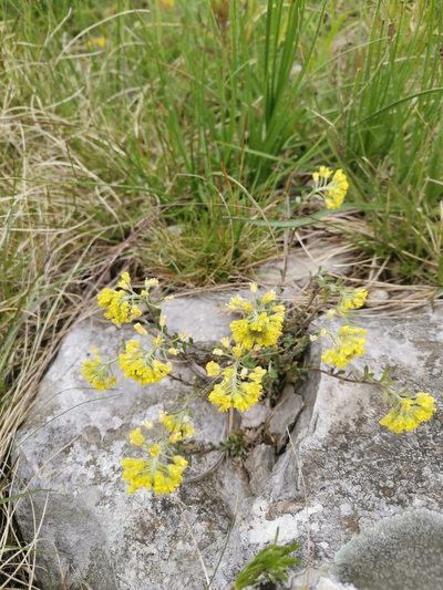 Alyssum austrodalmaticum, photographed by Ljaž