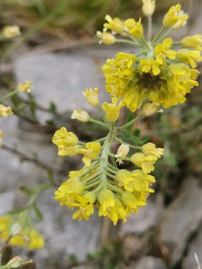 Alyssum austrodalmaticum, photographed by Ljaž